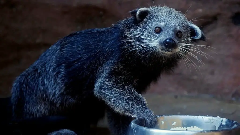 Binturong with food at a rescue shelter