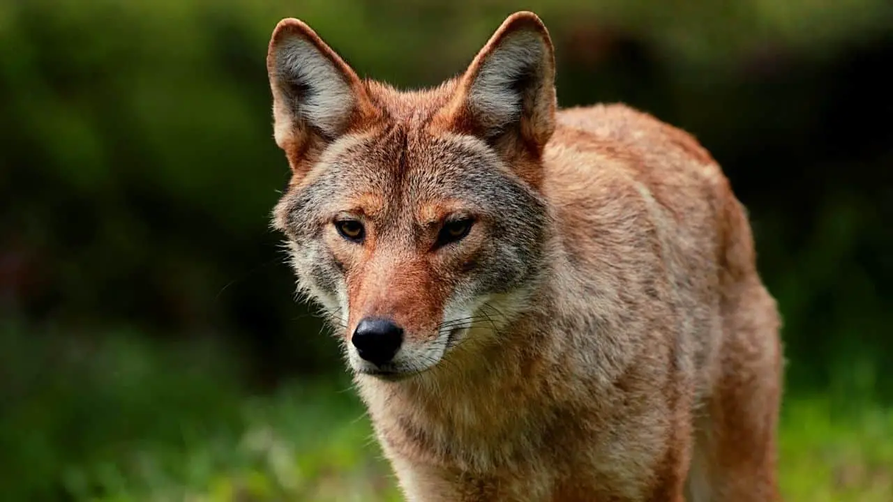 8 Pet Coyote Facts You Need To Know!