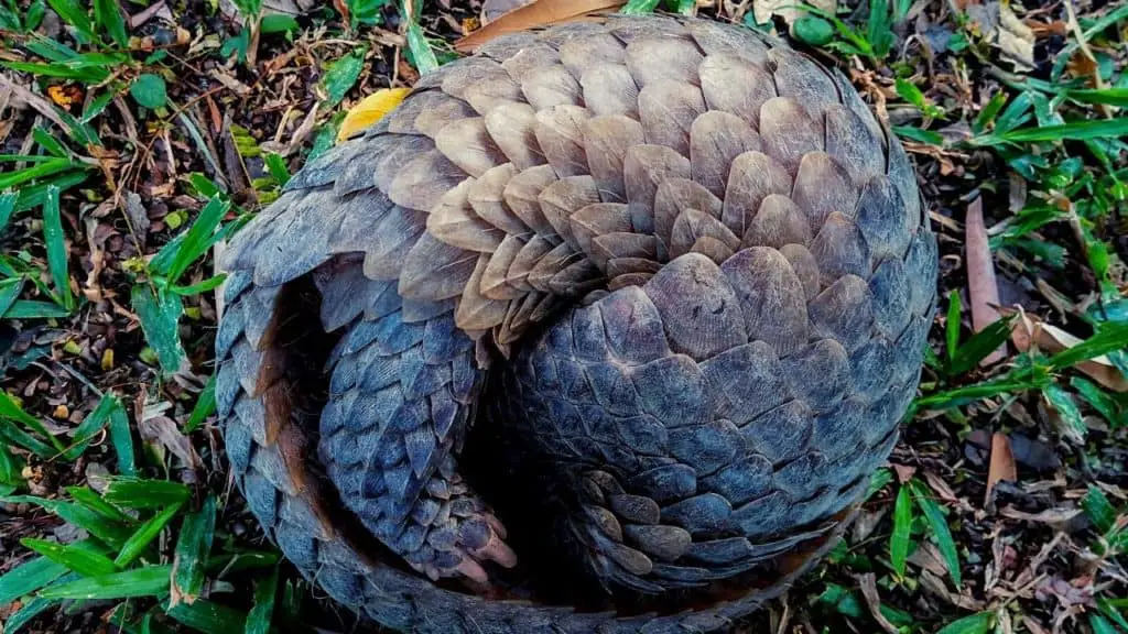 Curled up pangolin