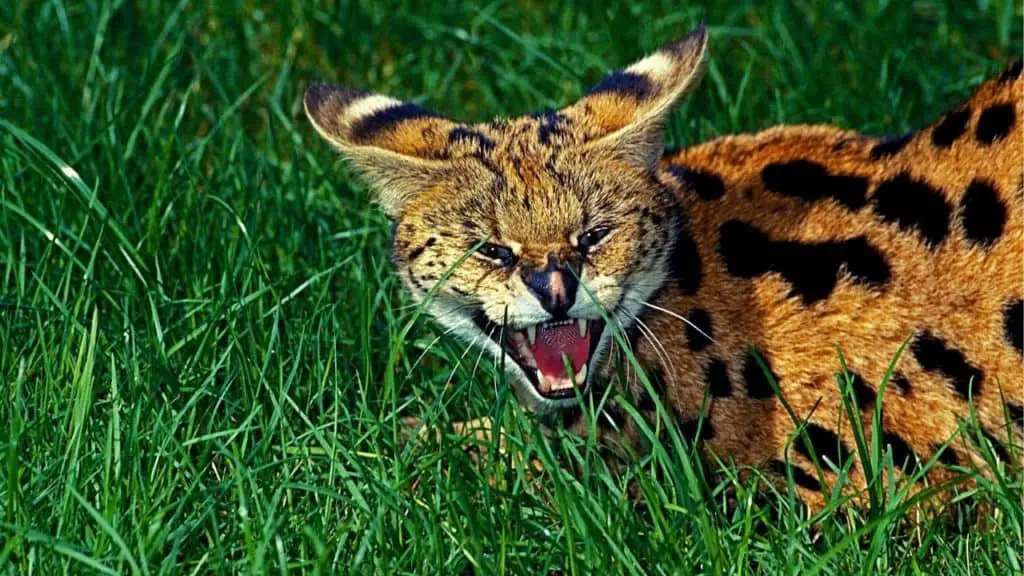 Dangerous serval cat