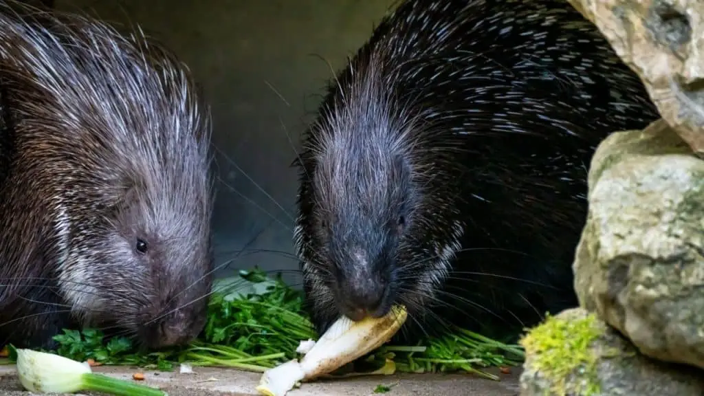Two porcupines eating herbs