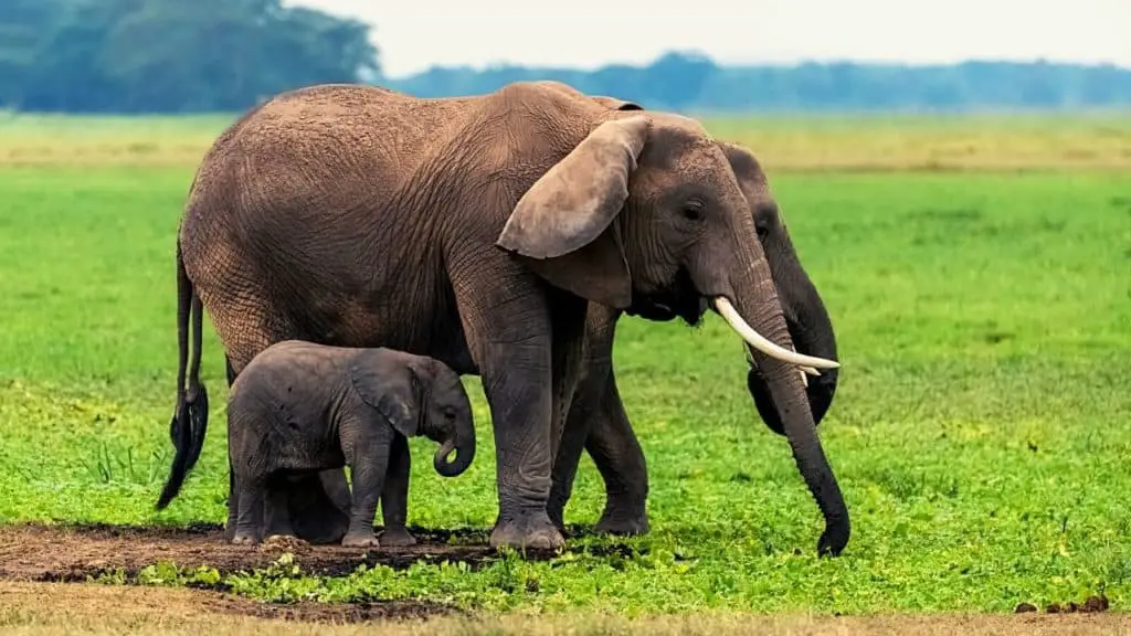 Elephant family on grass