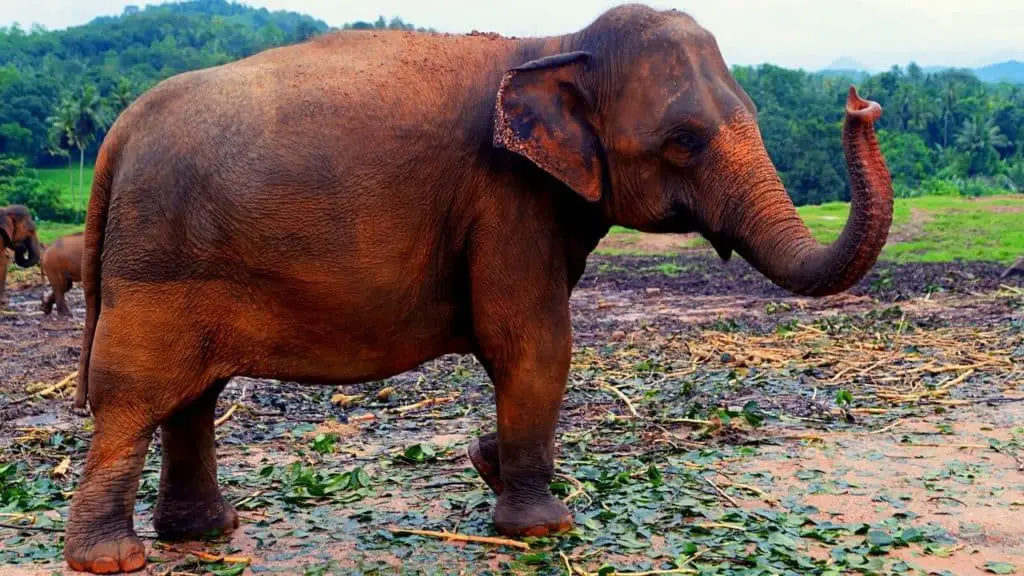 Elephant standing in mud