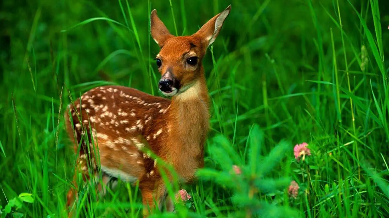 Can You Own A Pet Deer?