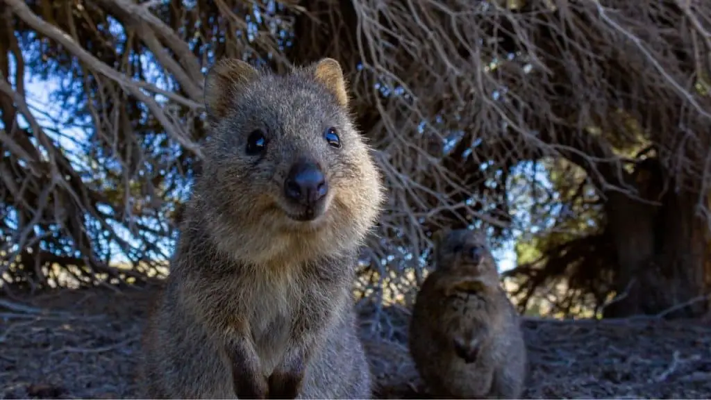 Happy quokka looking into the camera