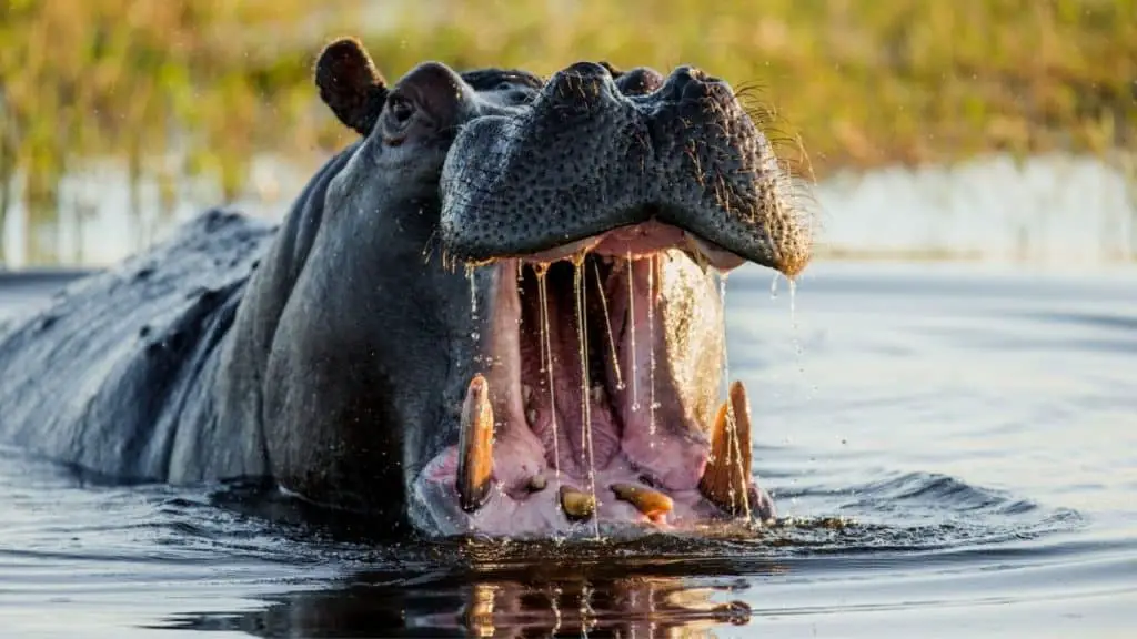 Hippo with open mouth in river