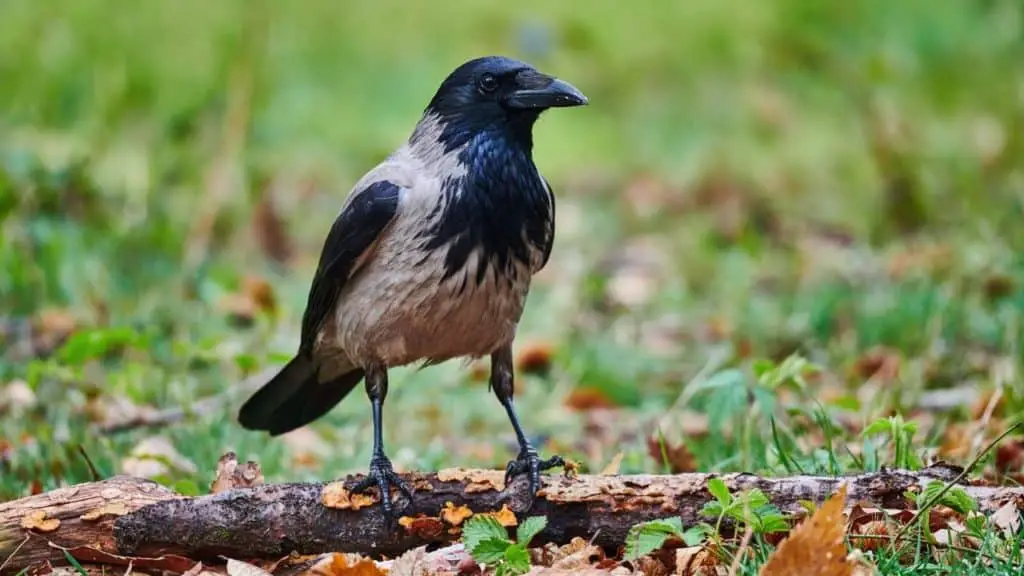Hooded crow on a limb