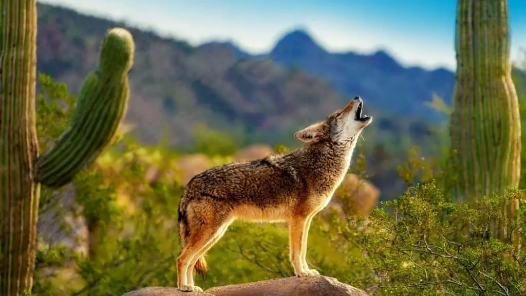 Coyote howling in the american desert