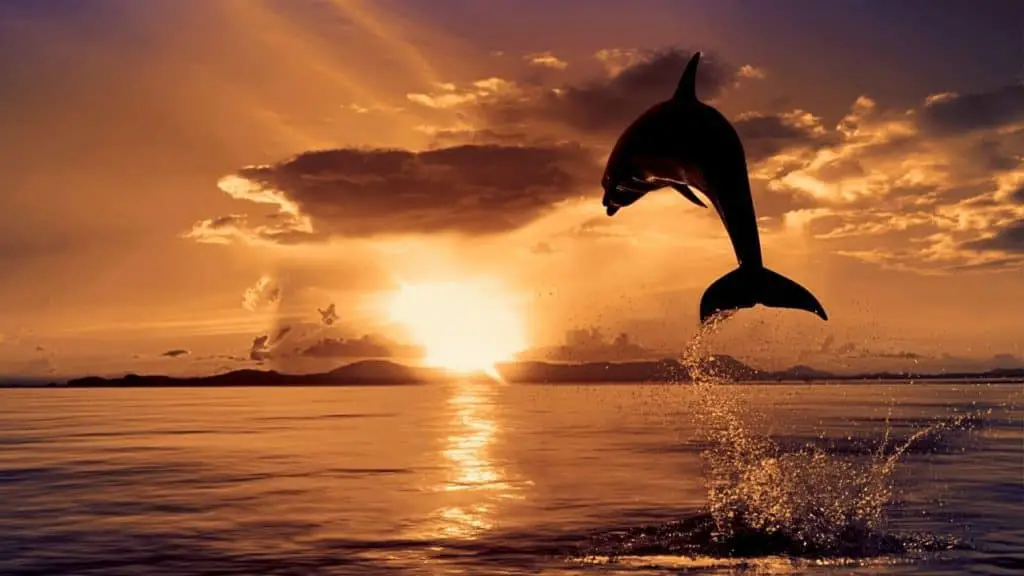 Jumping dolphin in the sunset