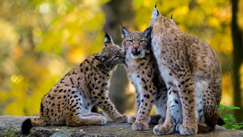 Lynx family cuddling