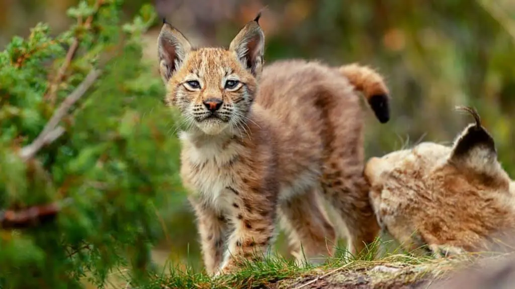 Lynx kitten with its mother