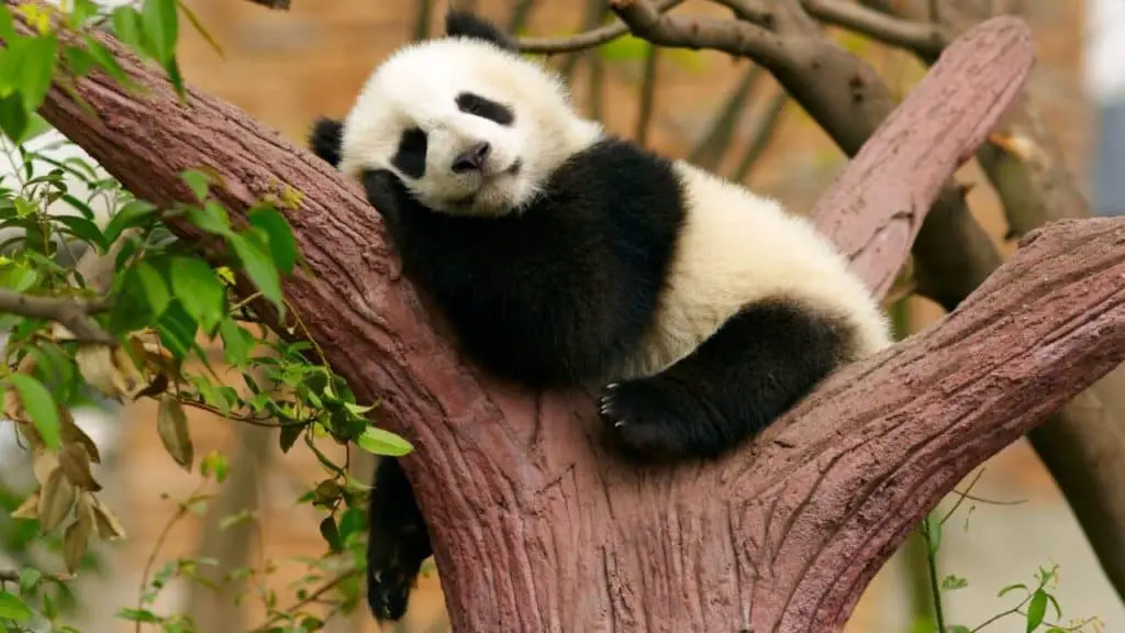 Young panda sleeping on tree