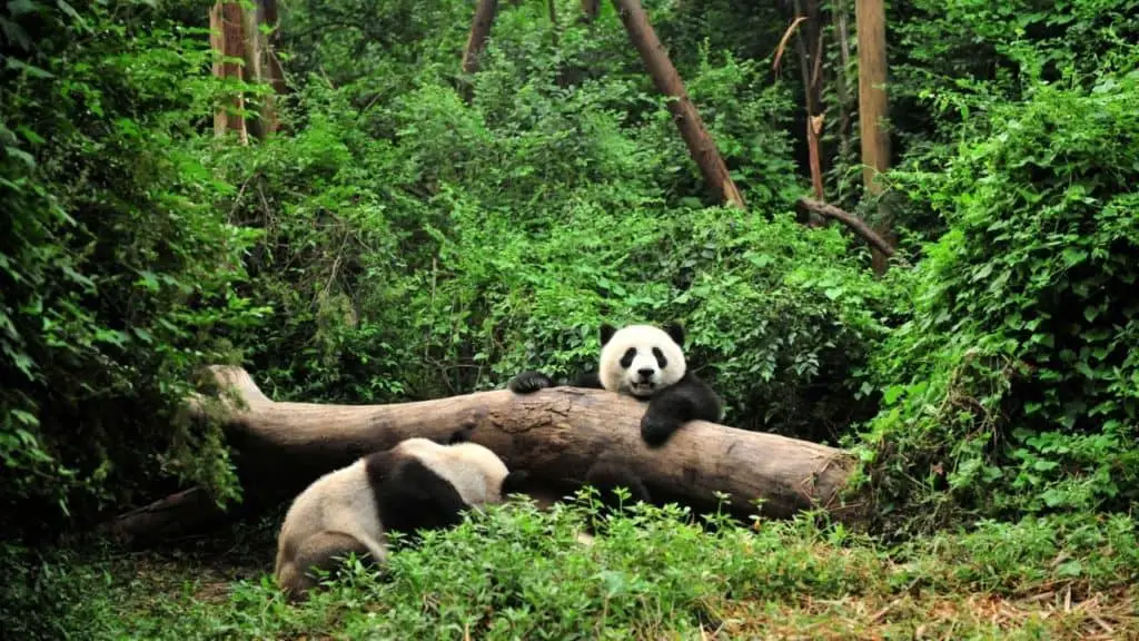 Pandas playing in natural habitat