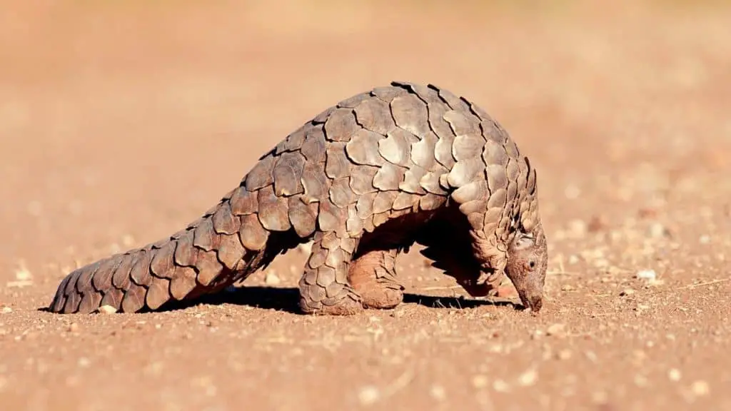 Pangolin searching for food on sand