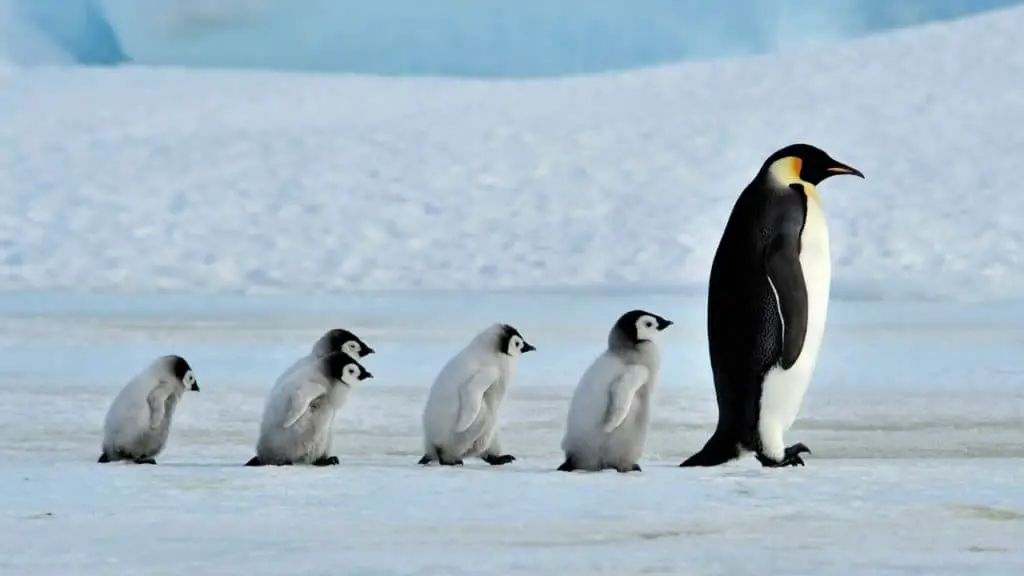 Penguin mother with chicks