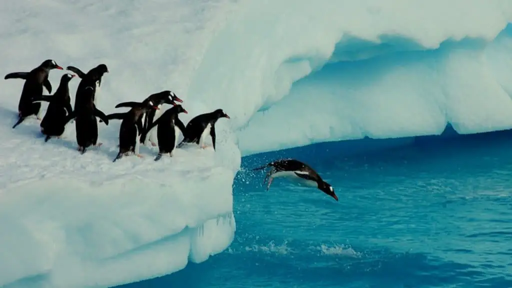 Penguin waddle jumping into the water