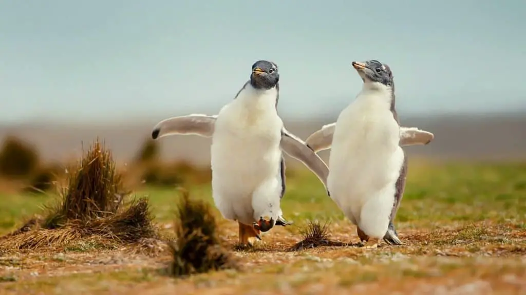 Young penguins playing