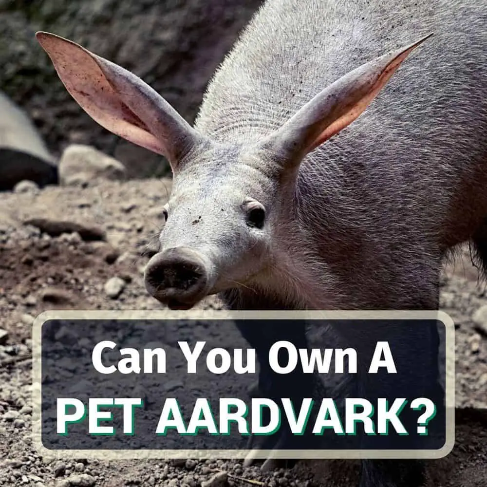 Can You Own A Pet Aardvark? 6 Things You Should Know!