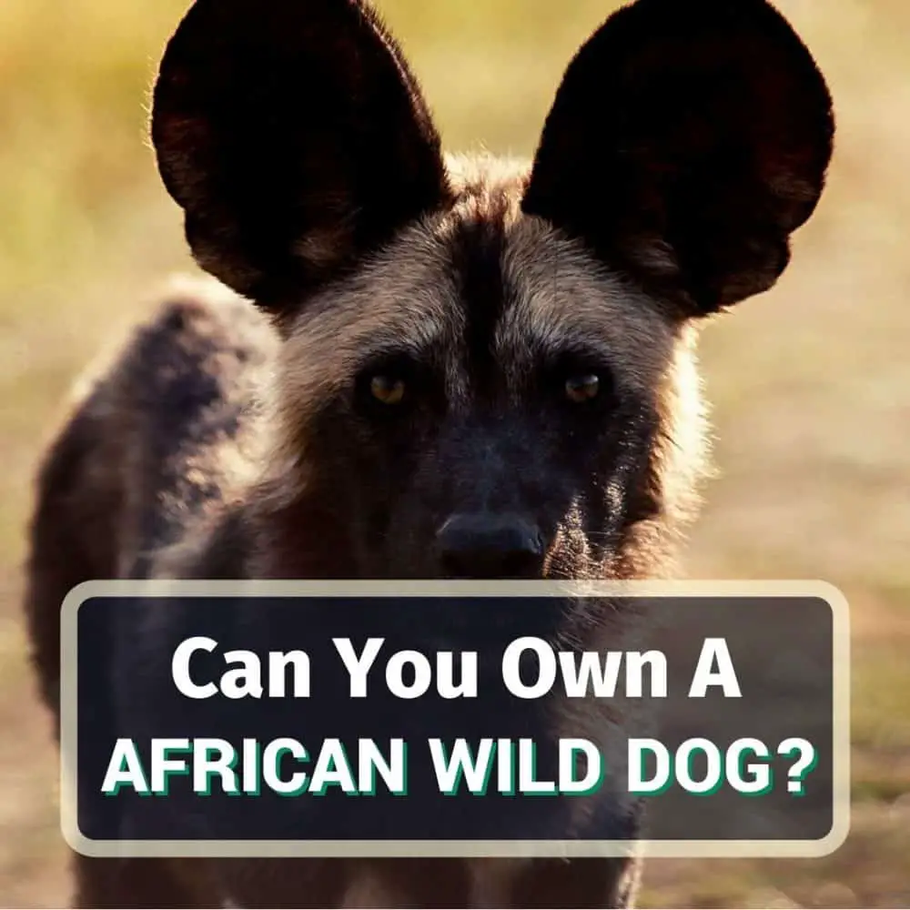 Pet African wild dog - featured image