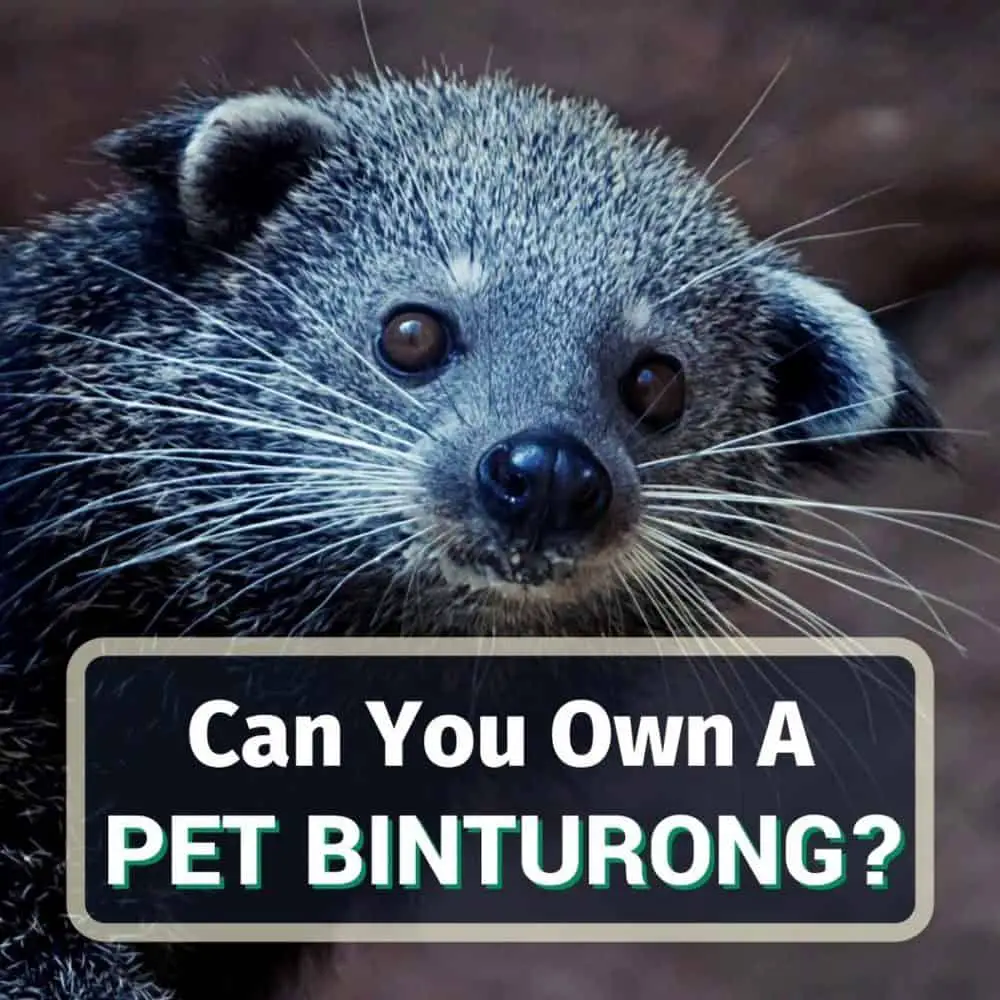 Pet binturong - featured image