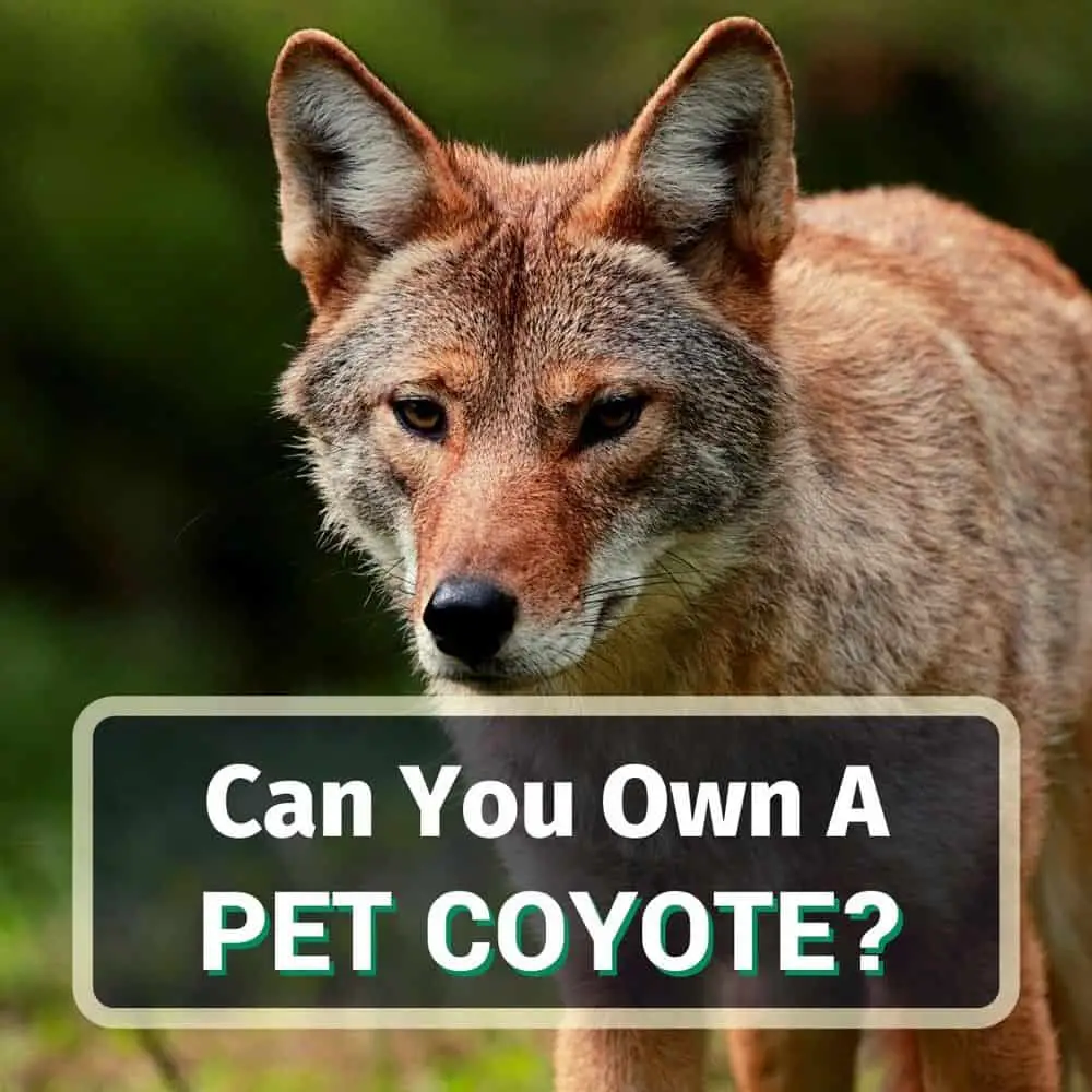 8 Pet Coyote Facts You Need To Know!