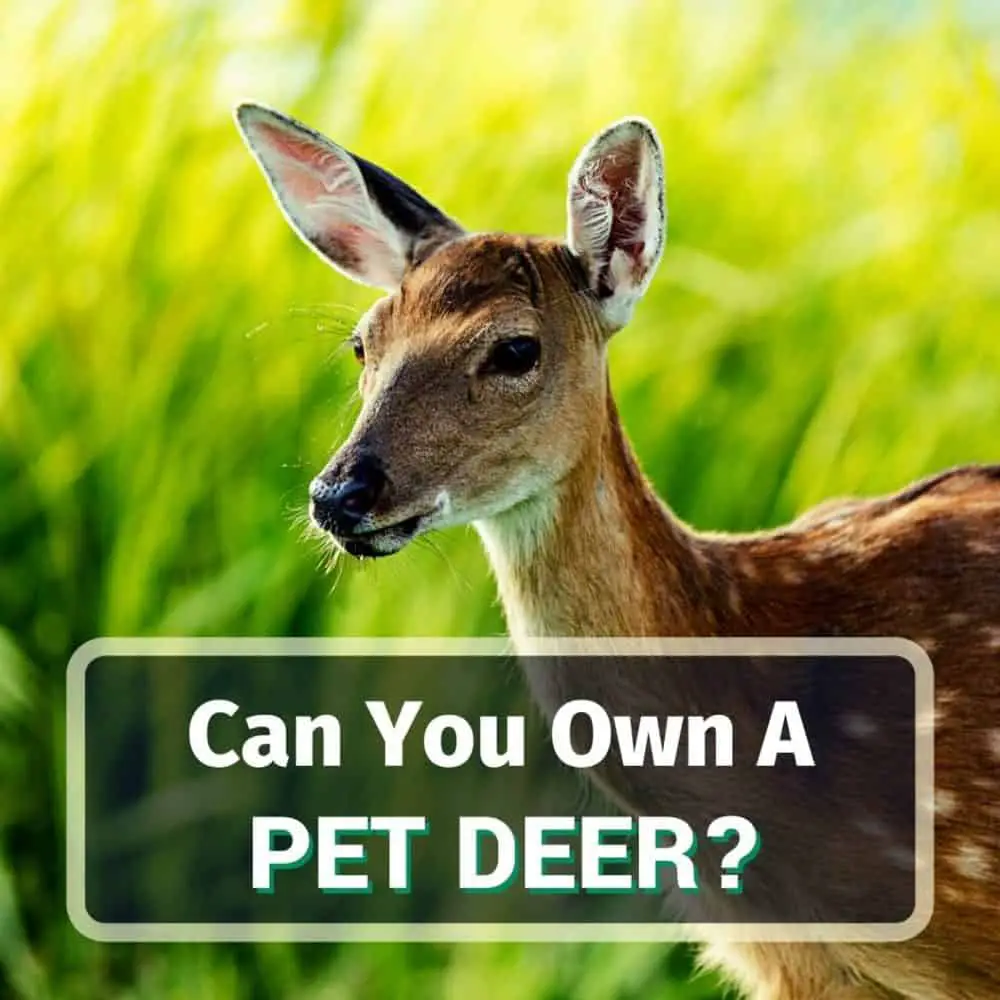 Pet deer - featured image