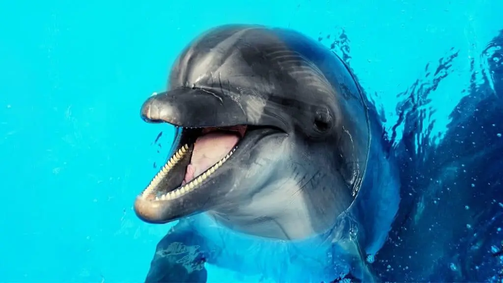Friendly dolphin looking into the camera