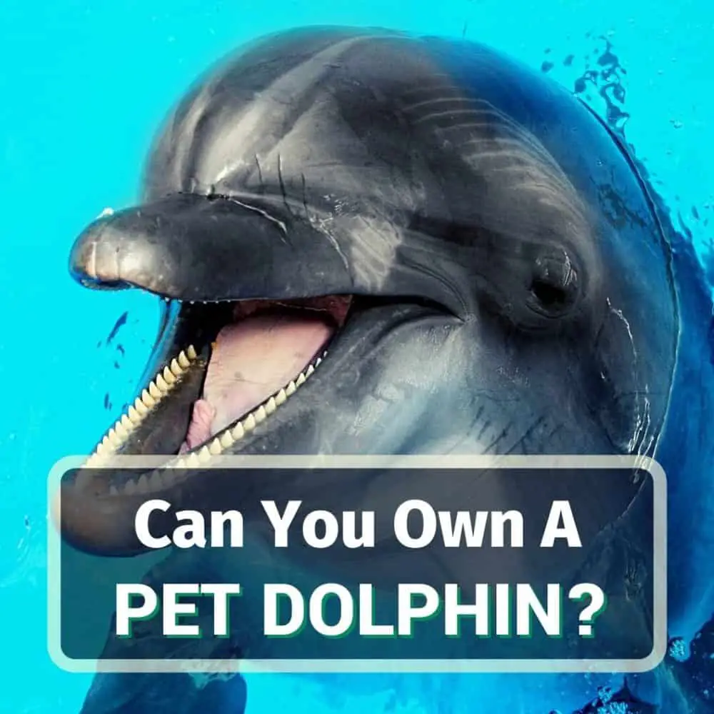 Pet dolphin - featured image