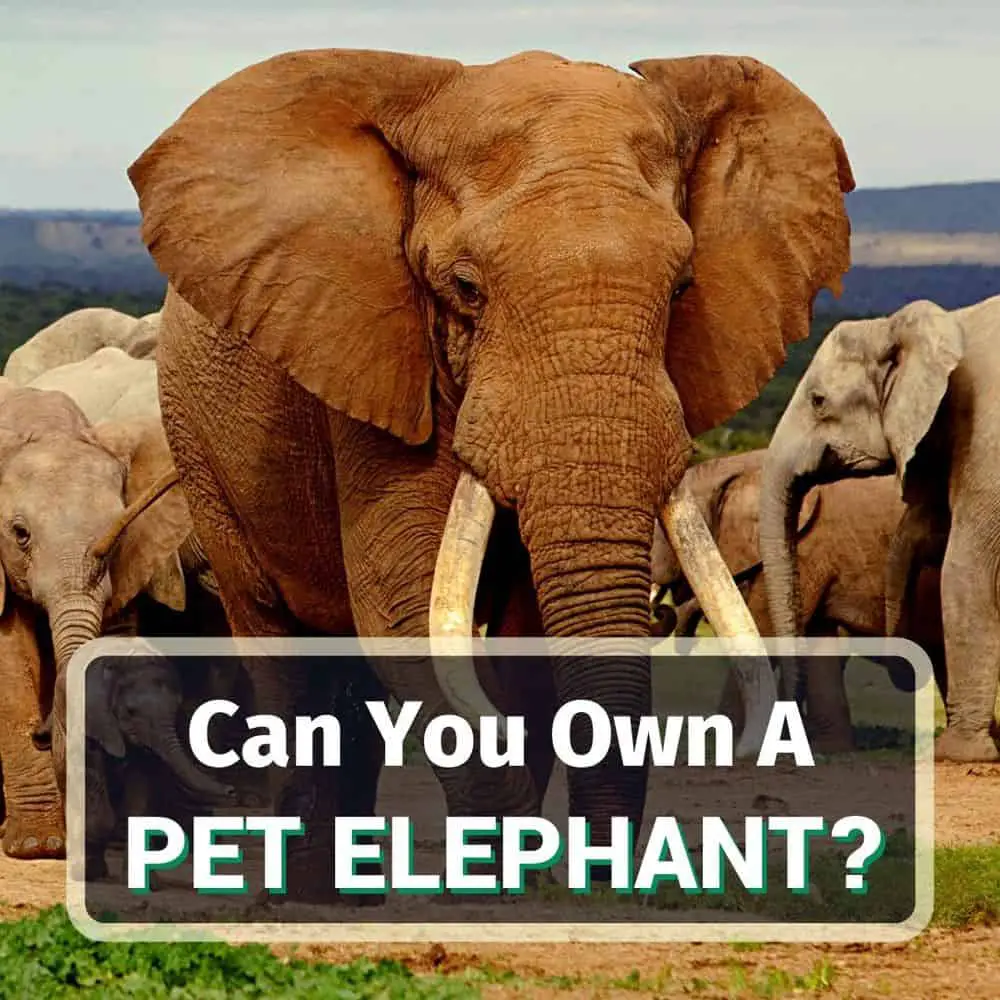 Can You Own A Pet Elephant? Yes, No Or Maybe?