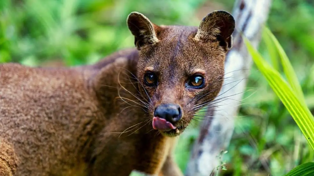Fossa looking into the camera