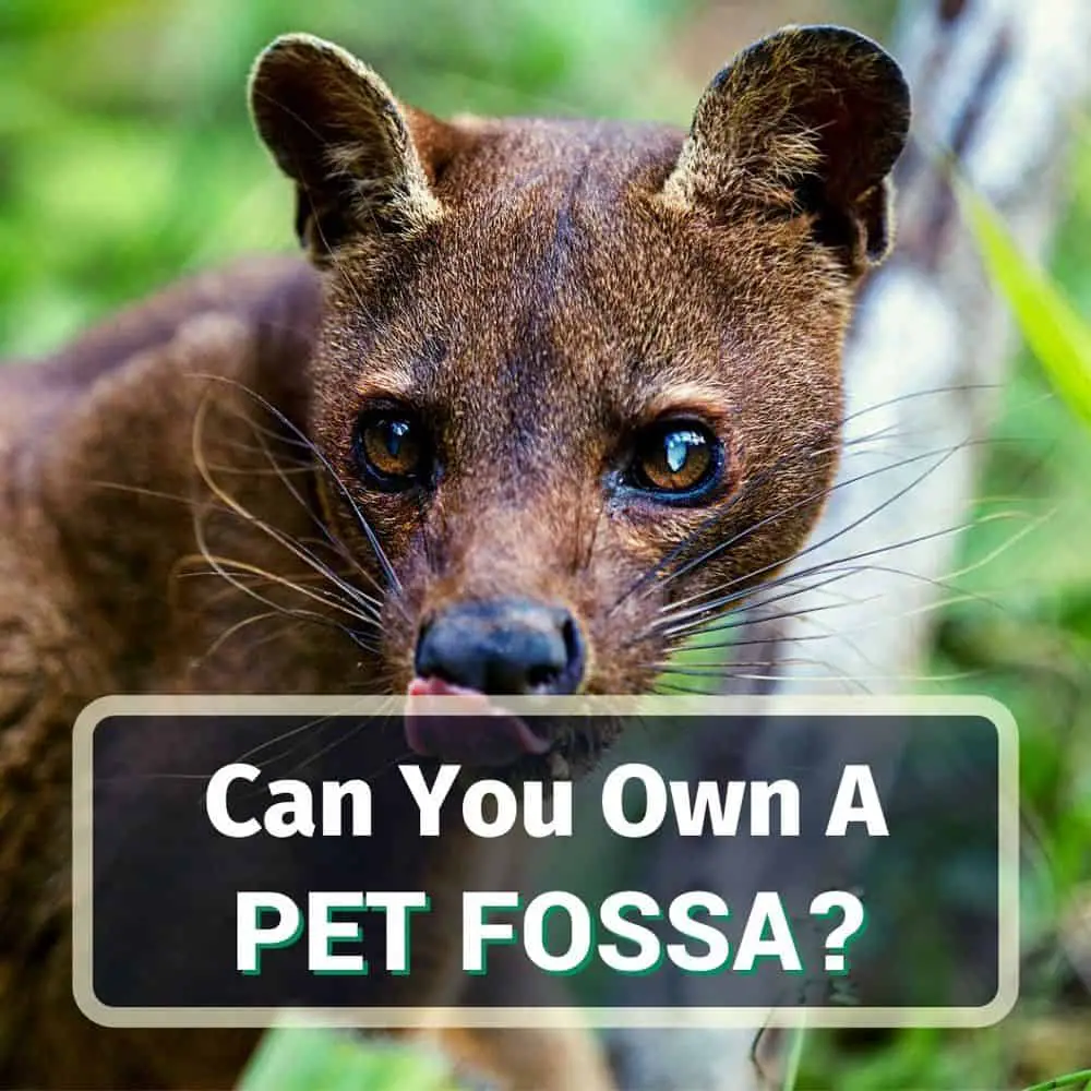 Do Fossas Make Good Pets? 5 Things You Should Know!