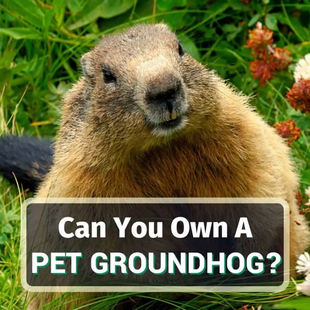 Pet groundhog featured image