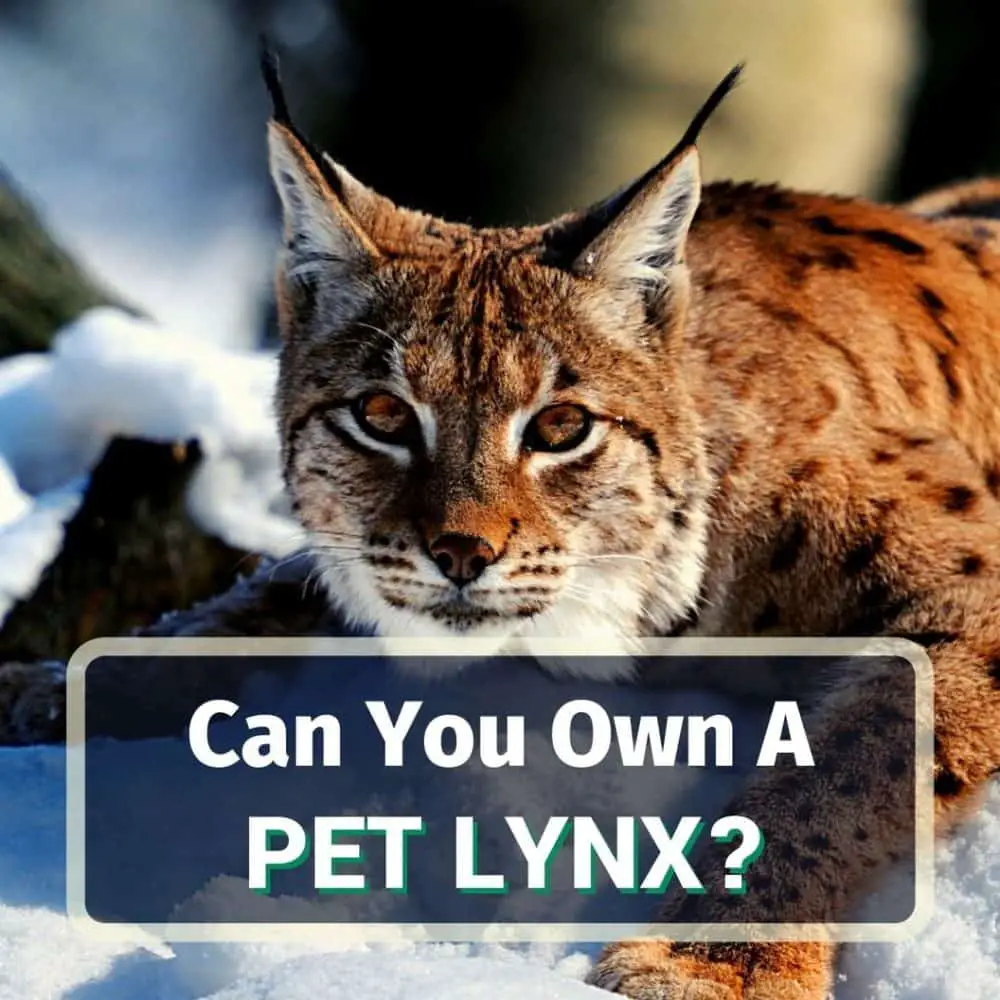 Pet lynx - featured image