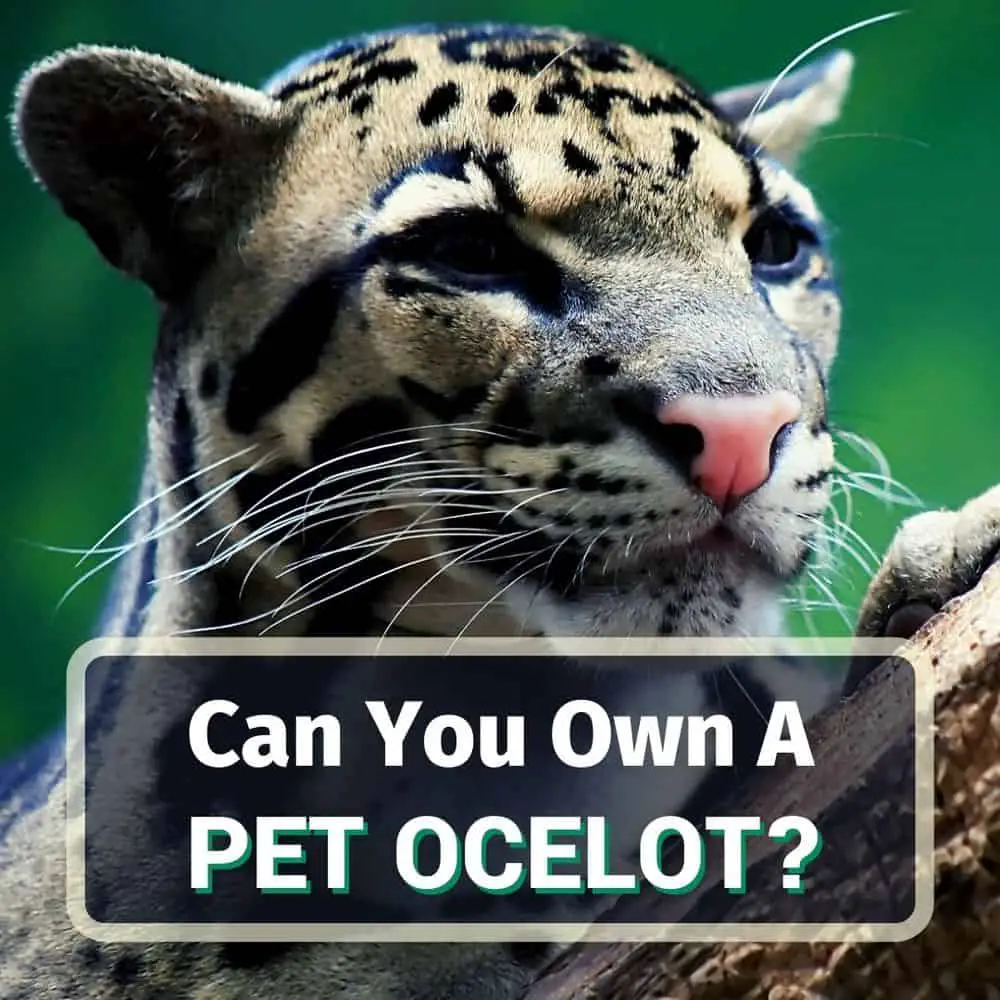 is it legal to have an ocelot as a pet