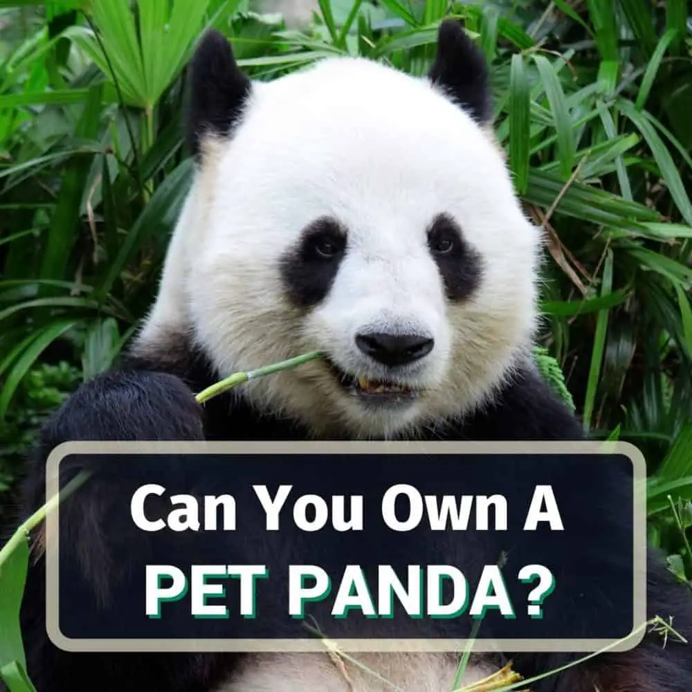 Pet panda - featured image