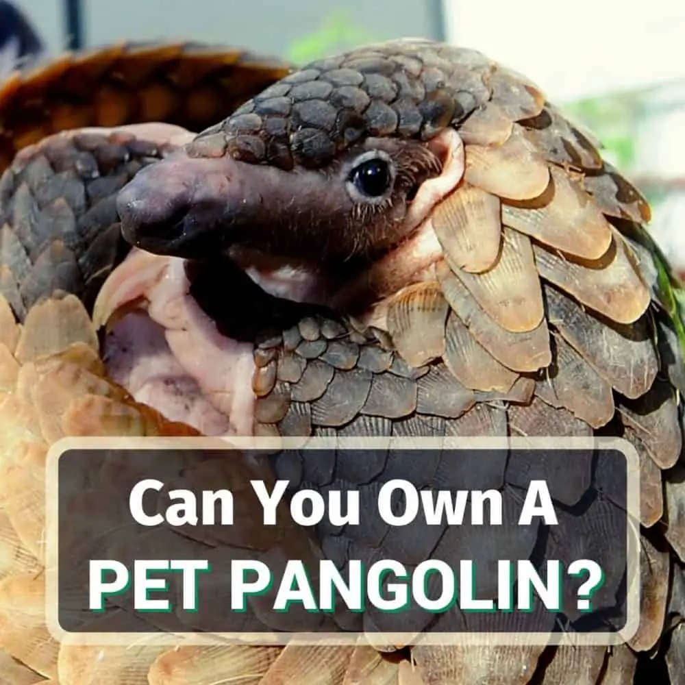 Pet pangolin - featured image