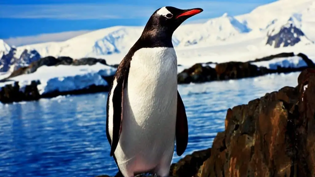Penguin on rocks in antarctica