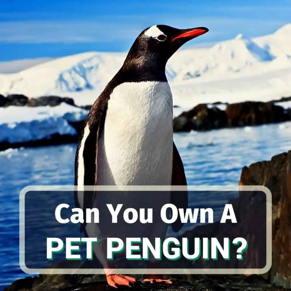 Pet penguin - featured image
