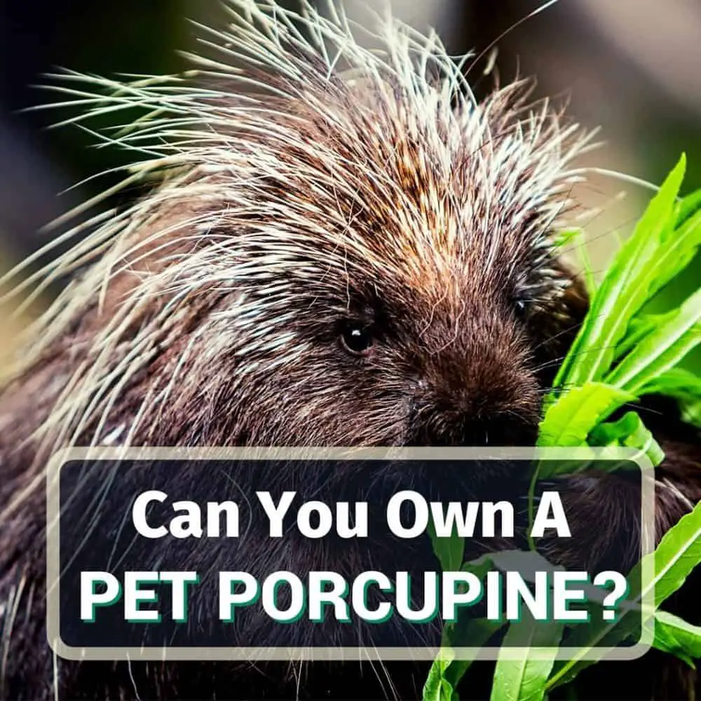Pet porcupine - featured image