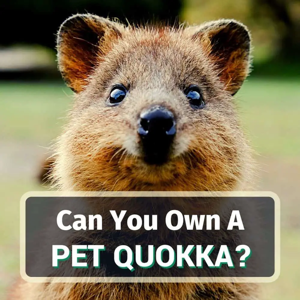 Pet Quokka: 6 Reasons Why You Can't Have One As A Pet!