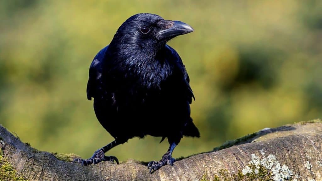 Pet raven or crow sits on a limb