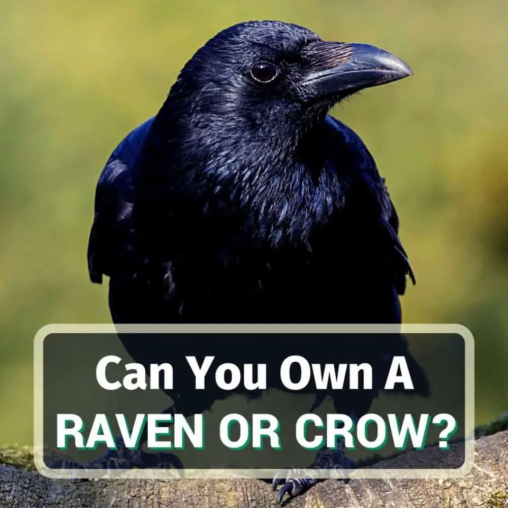 Pet raven & crow - featured image