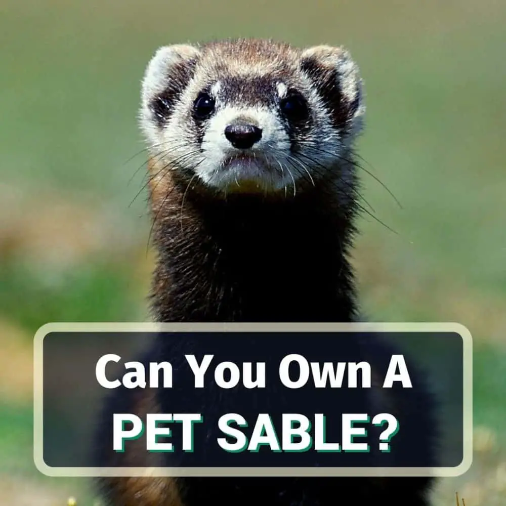 Pet sable - featured image
