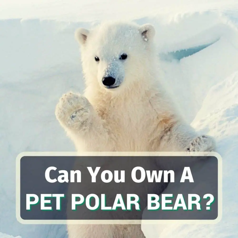 Pet polar bear - featured image