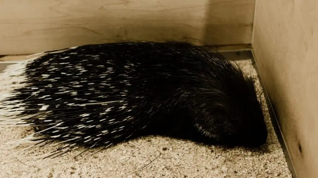 Porcupine in an enclosure at a zoo