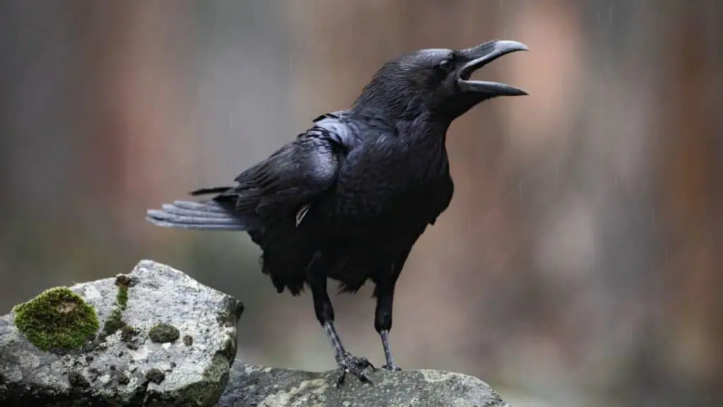 Raven or crow with open beak