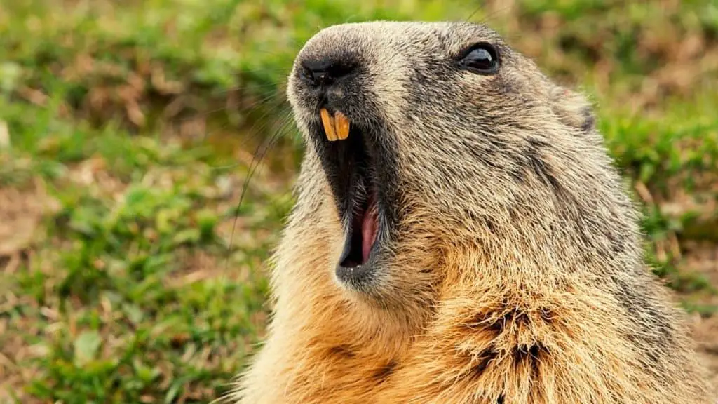 Picture of surprised groundhog