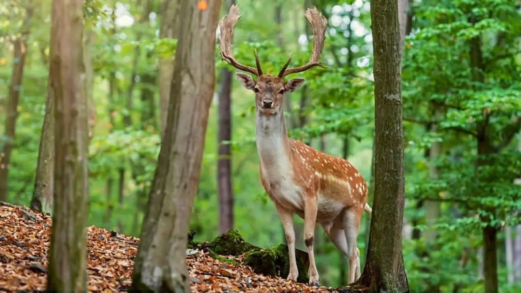 Whitetail deer in the forest