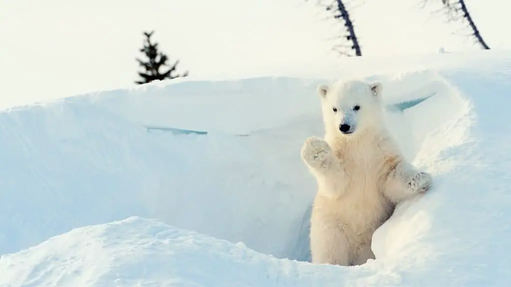 Young polar bear in the snow