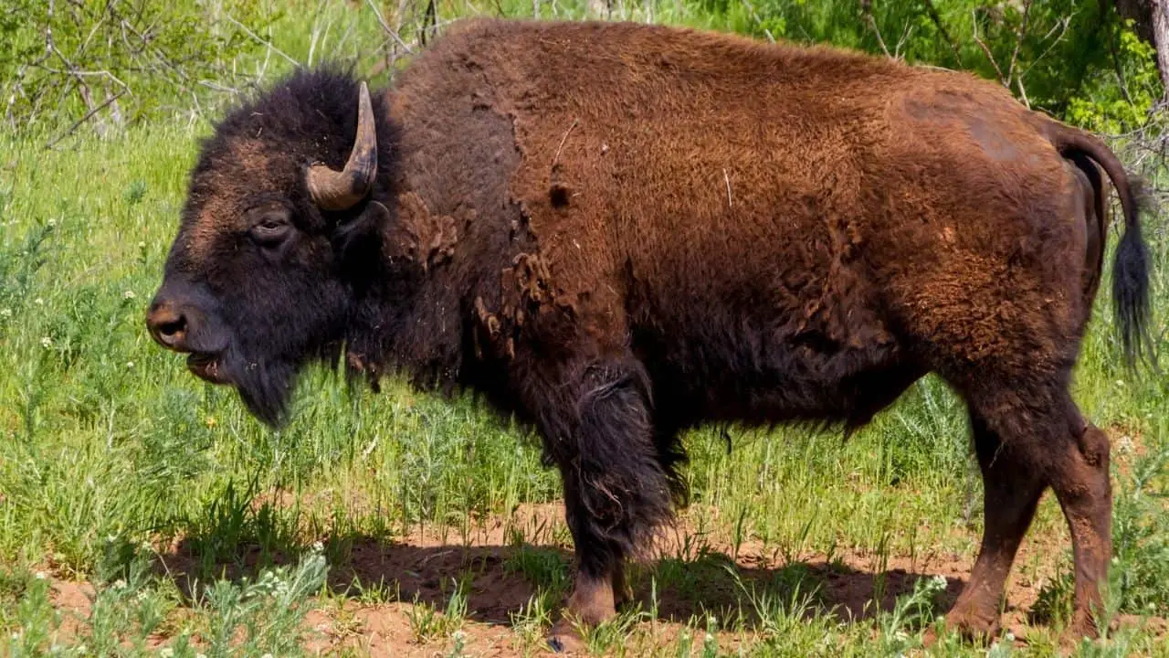 Can You Own A Pet Buffalo Or Bison?